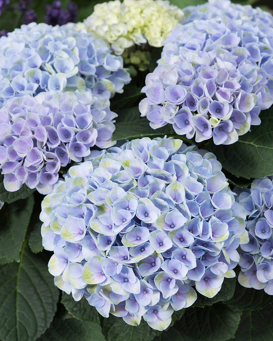 Hydrangea macrophylla 'Elizabeth Ashley Blue'