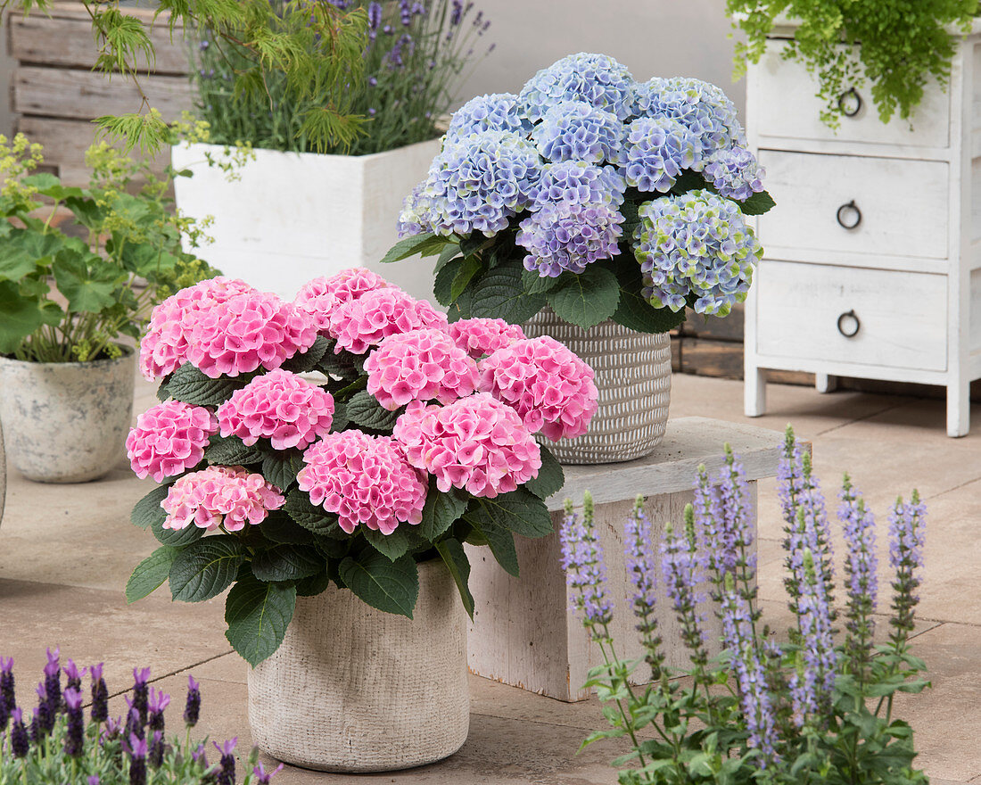 Hydrangea macrophylla 'Elizabeth Ashley' und  'Elizabeth Ashley Blue'