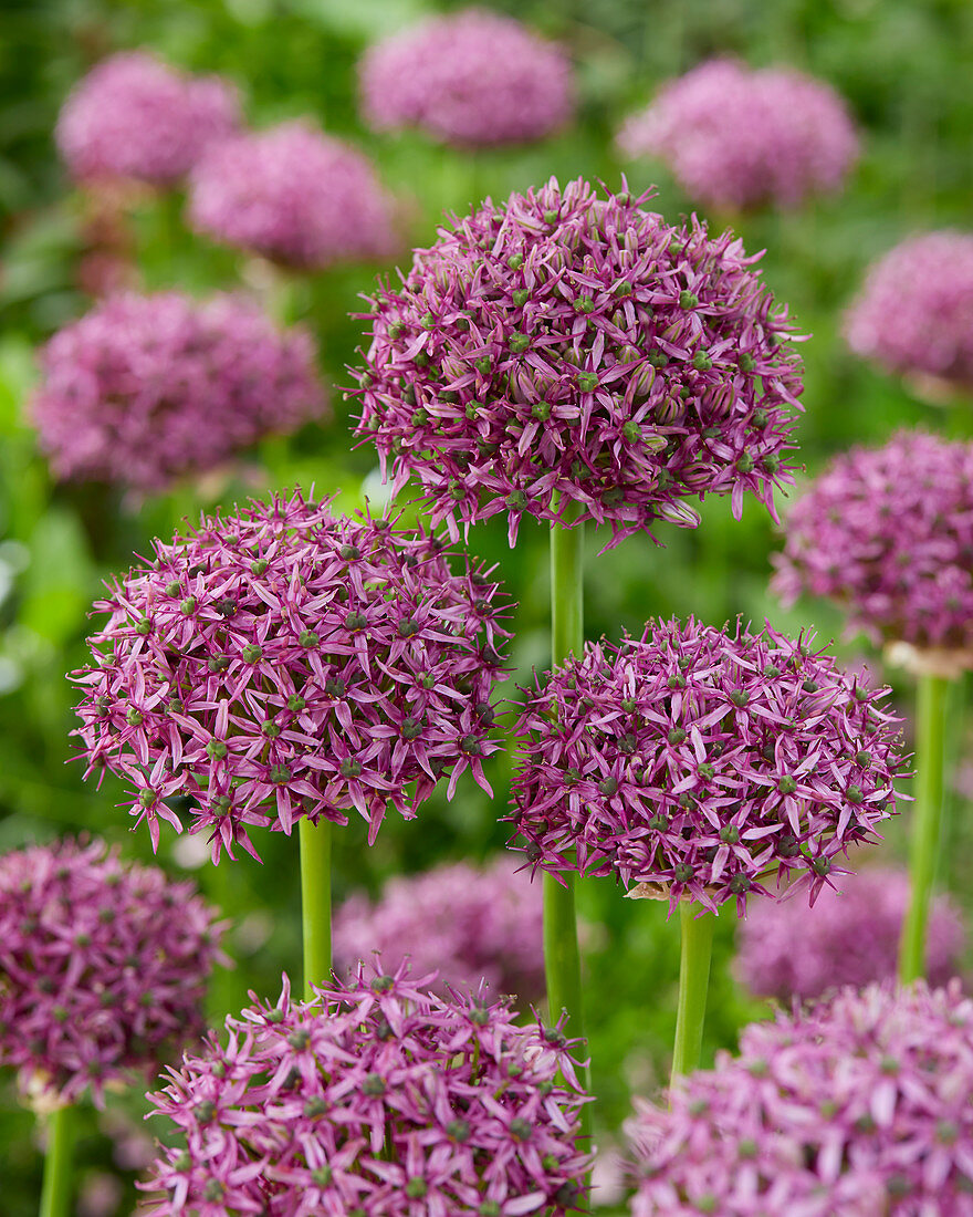 Allium 'Firmament'