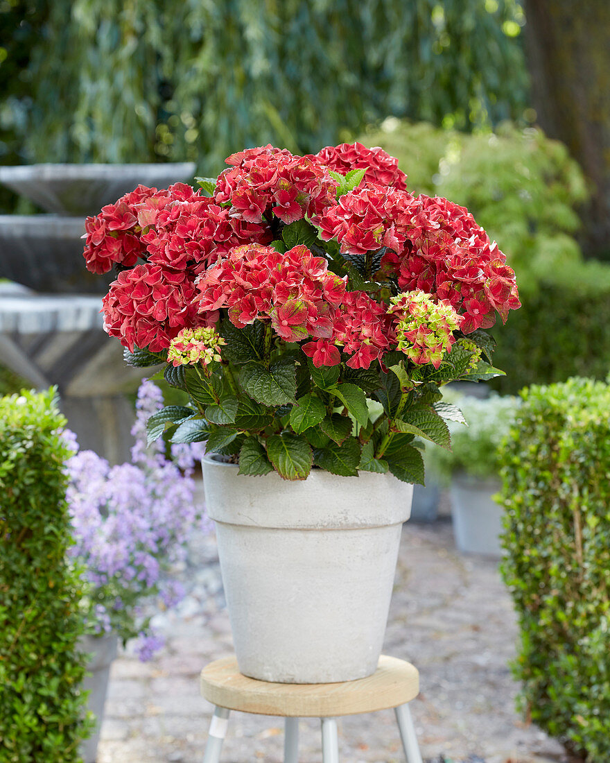 Hydrangea Multi-Double by Magical ® 'Red Red Wine'