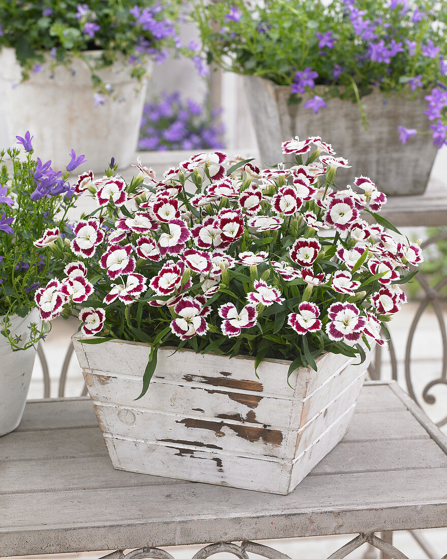 Dianthus Olivia ®