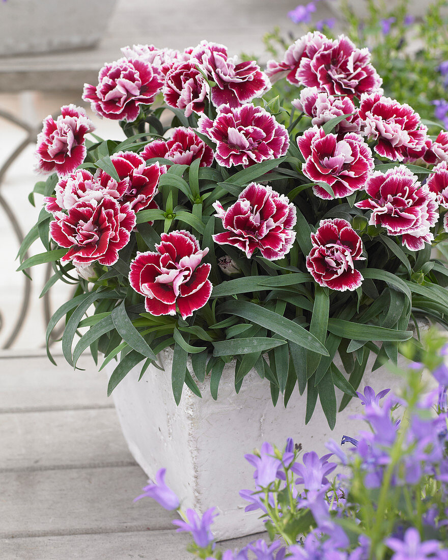 Dianthus 'Sofia' ®