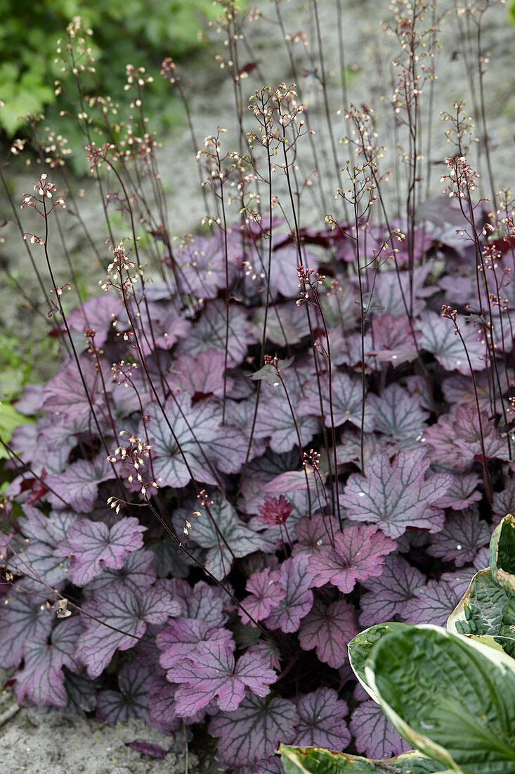 Heuchera