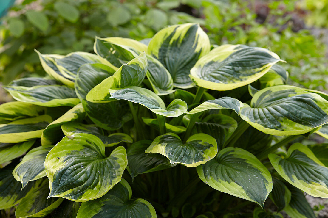 Hosta Twilight