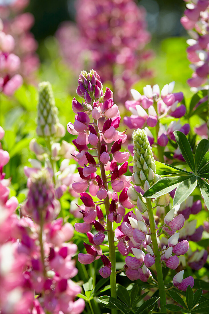 Lupinus Gallery Rose Shades