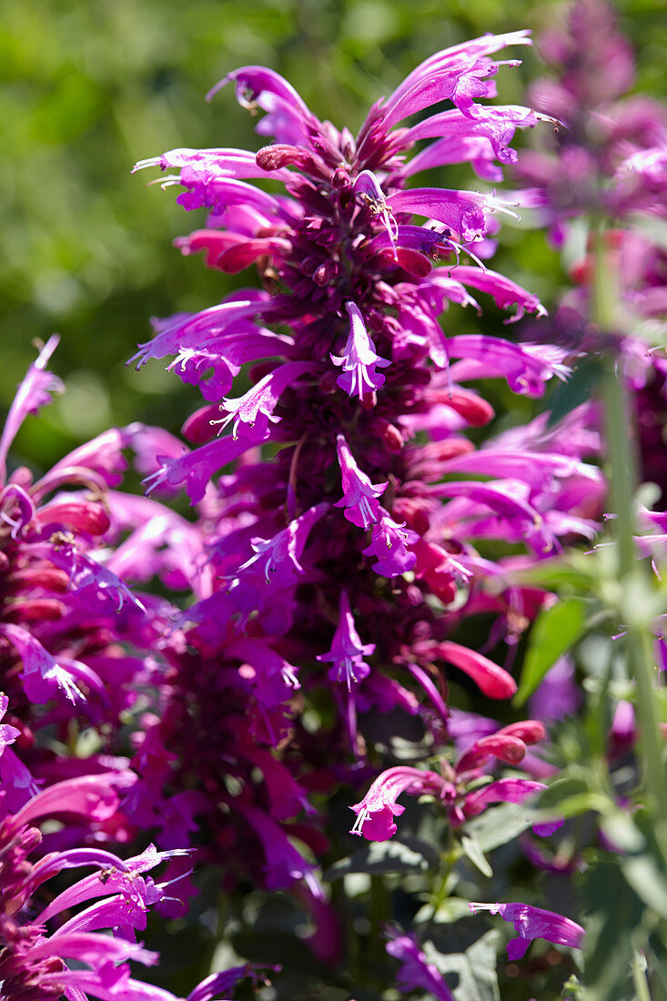 Agastache Grape Nectar