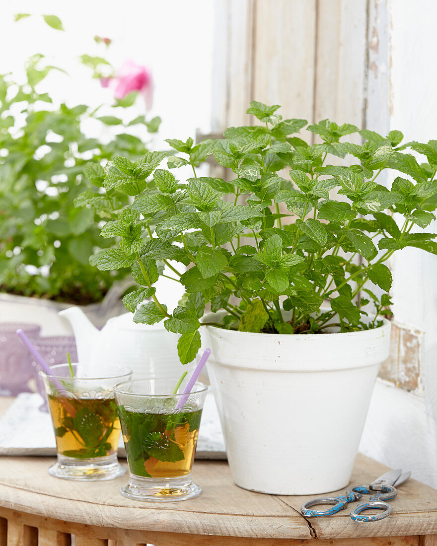 Mixed herbs, mint