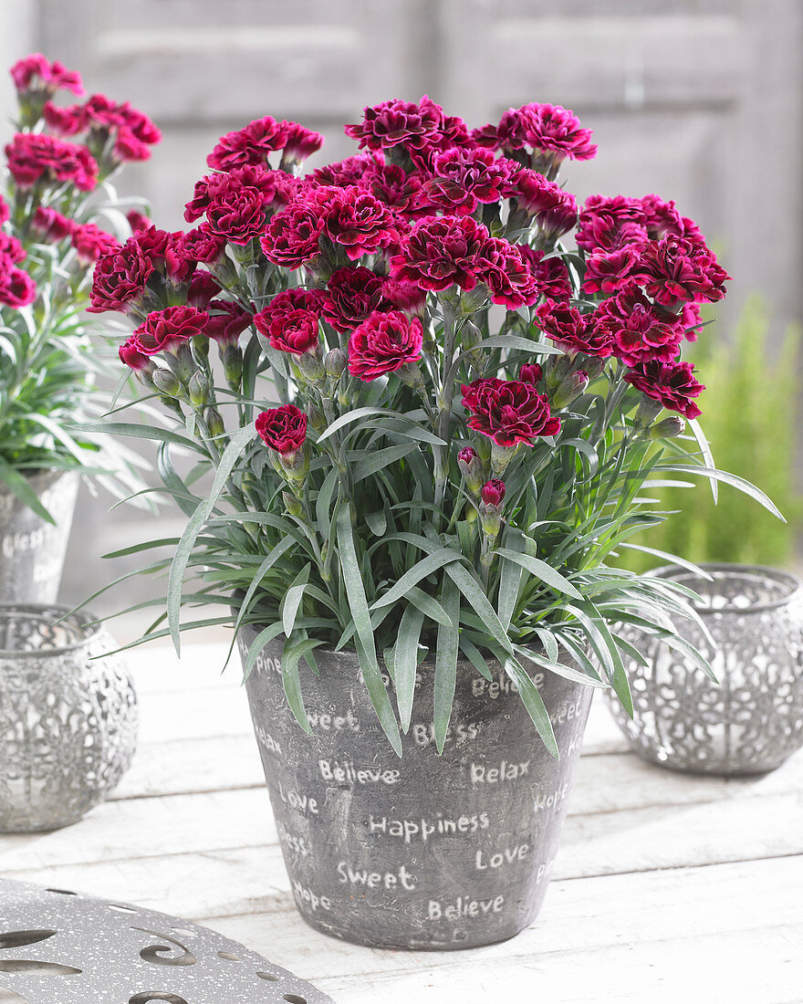 Dianthus 'Odessa' ® 'Red'