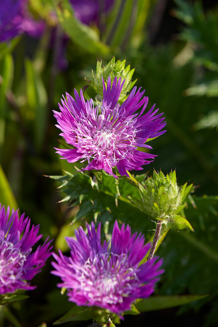 Stokesia laevis