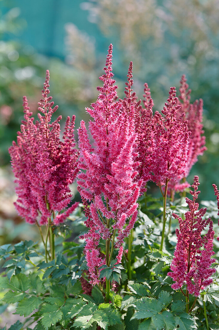 Astilbe chinensis 'Partiezz' ™ 'Karaoke Party'