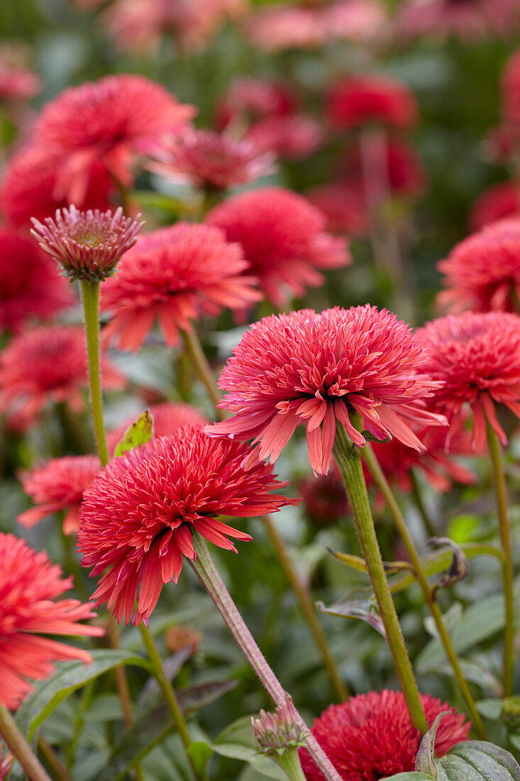 Echinacea 9071-20