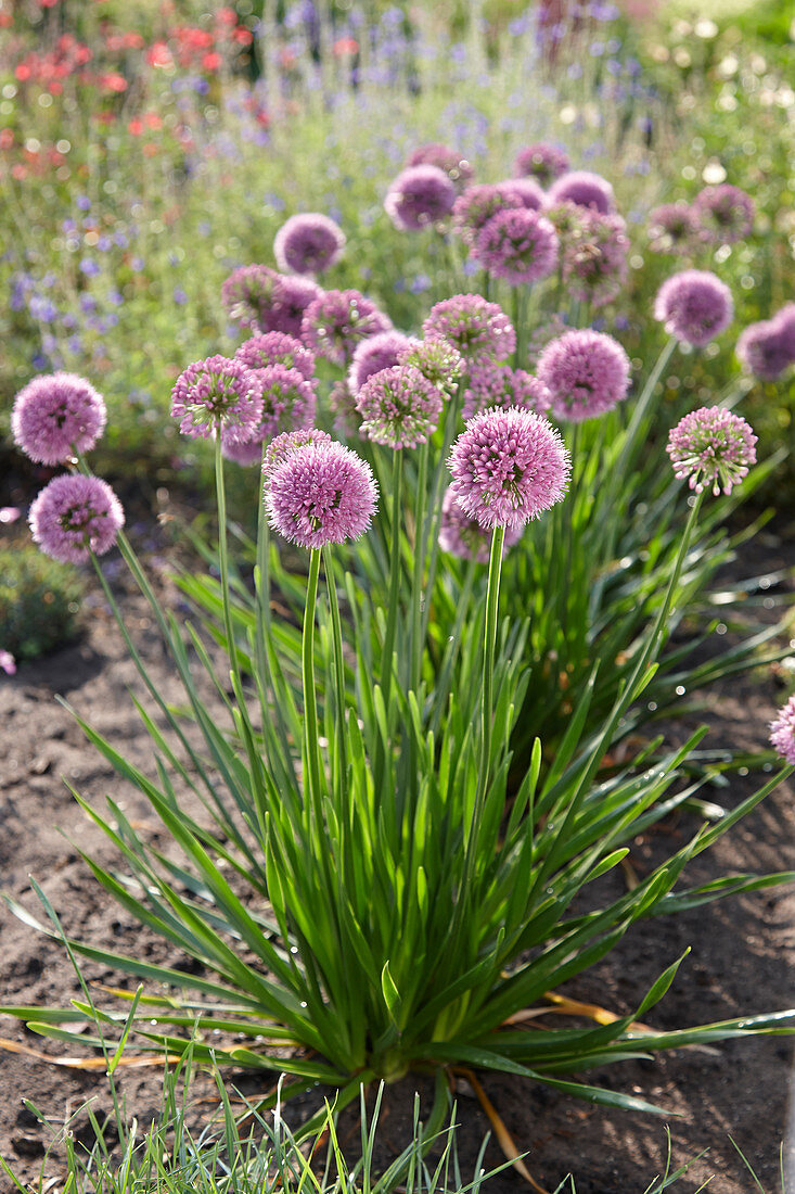 Allium senescens 'Millenium'