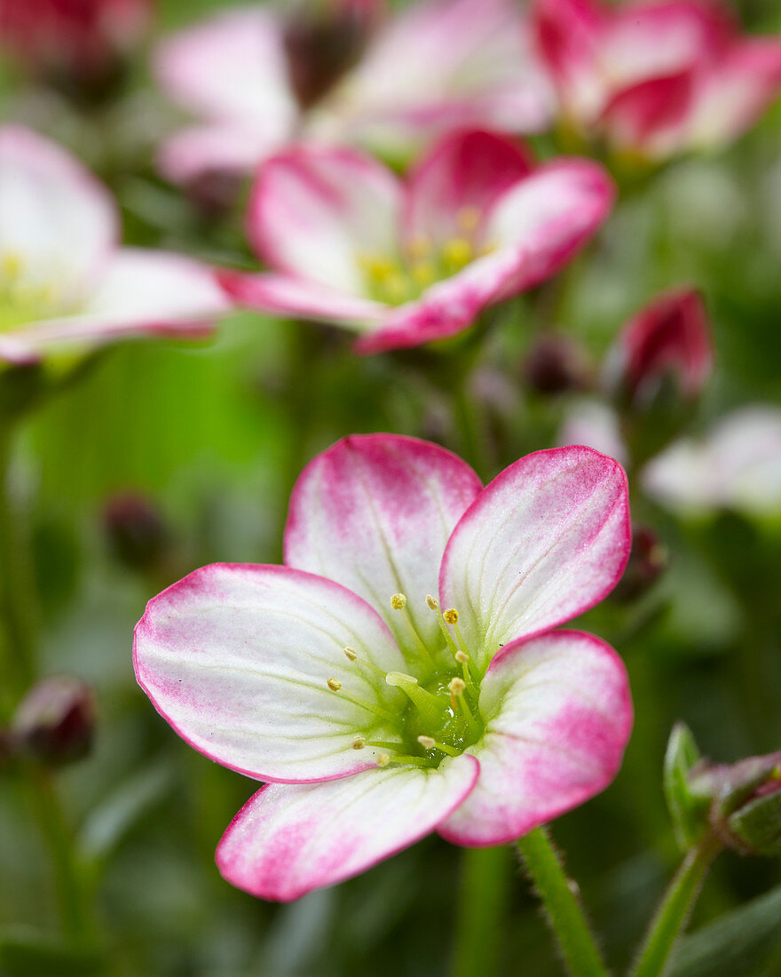 Saxifraga