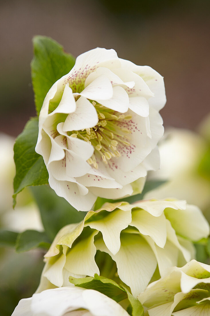 Helleborus