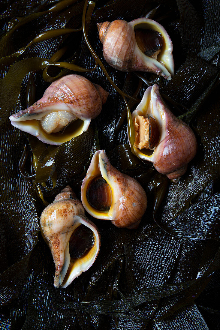 Raw snails on seaweed