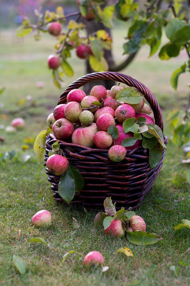Freshly picked apples in a wicker basket