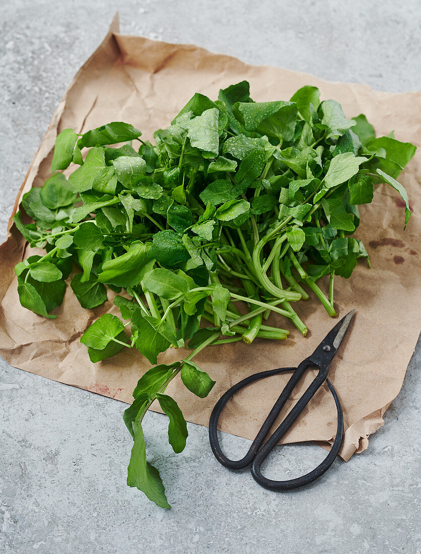 Water cress on a piece of paper with scissors