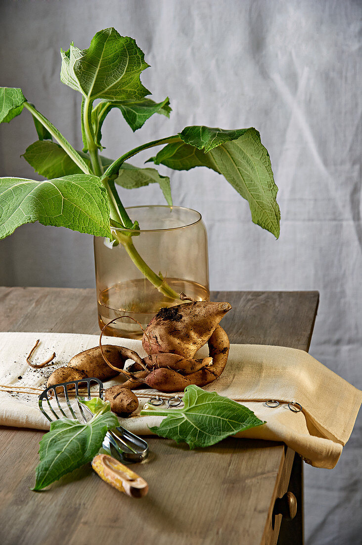 A yacon bulb and leaves