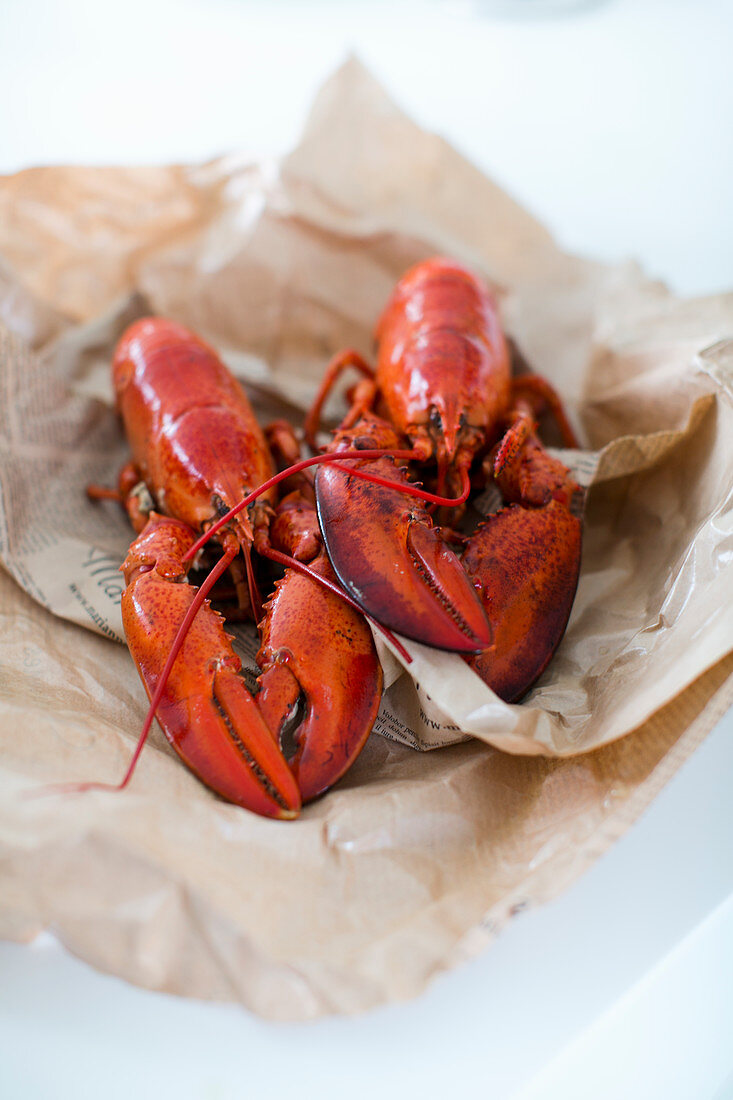 Cooked lobsters on paper
