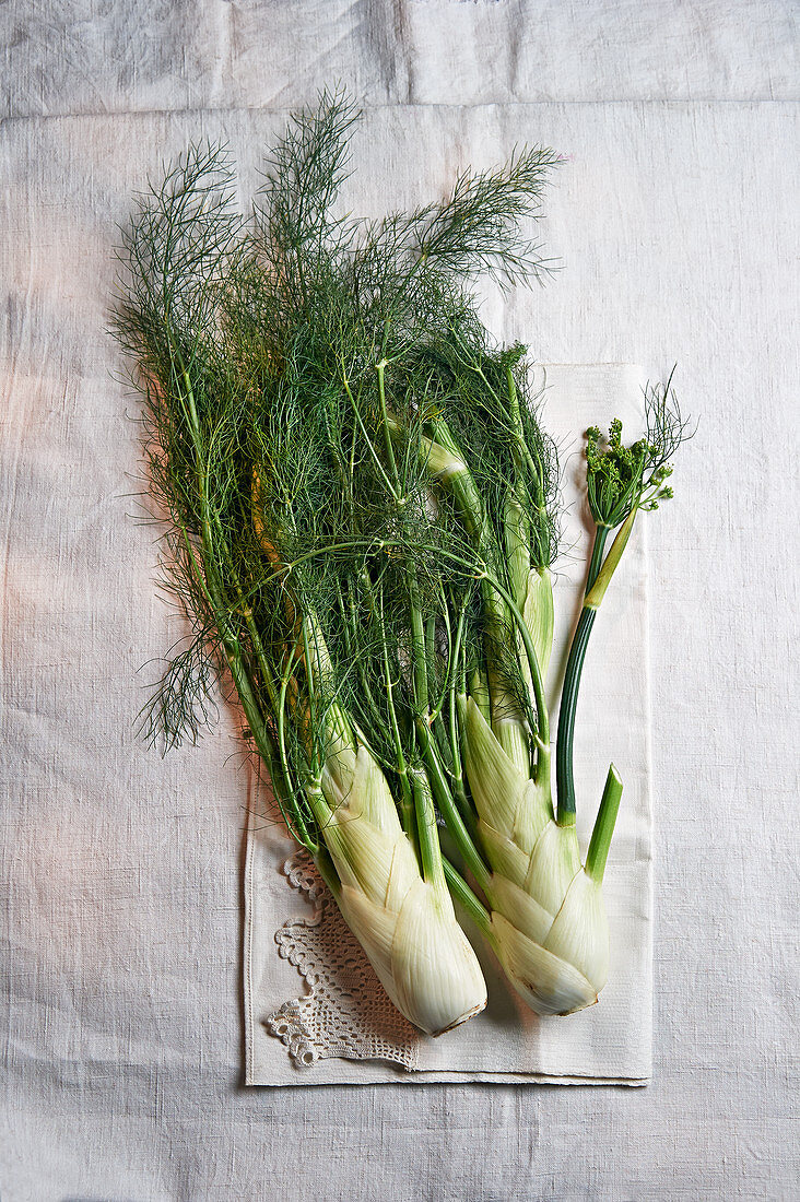 Frischer Fenchel mit Grün