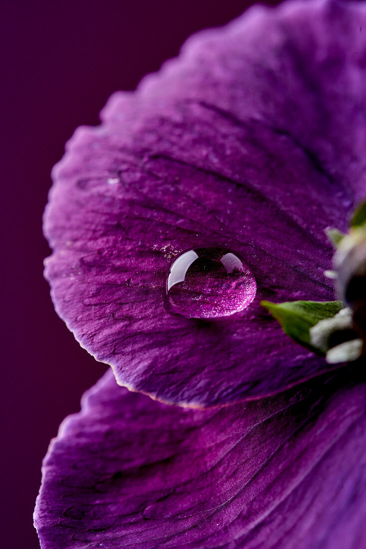 Lila Blüte mit Wassertropfen