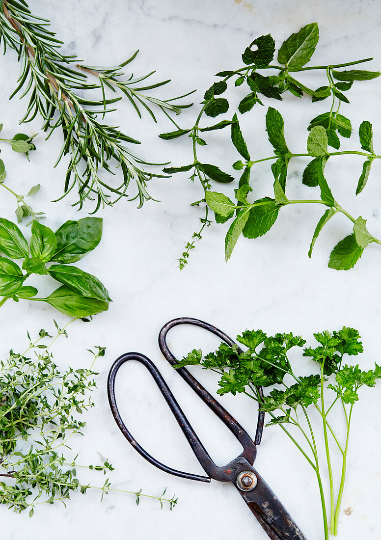 Scissors and herbs on marble background