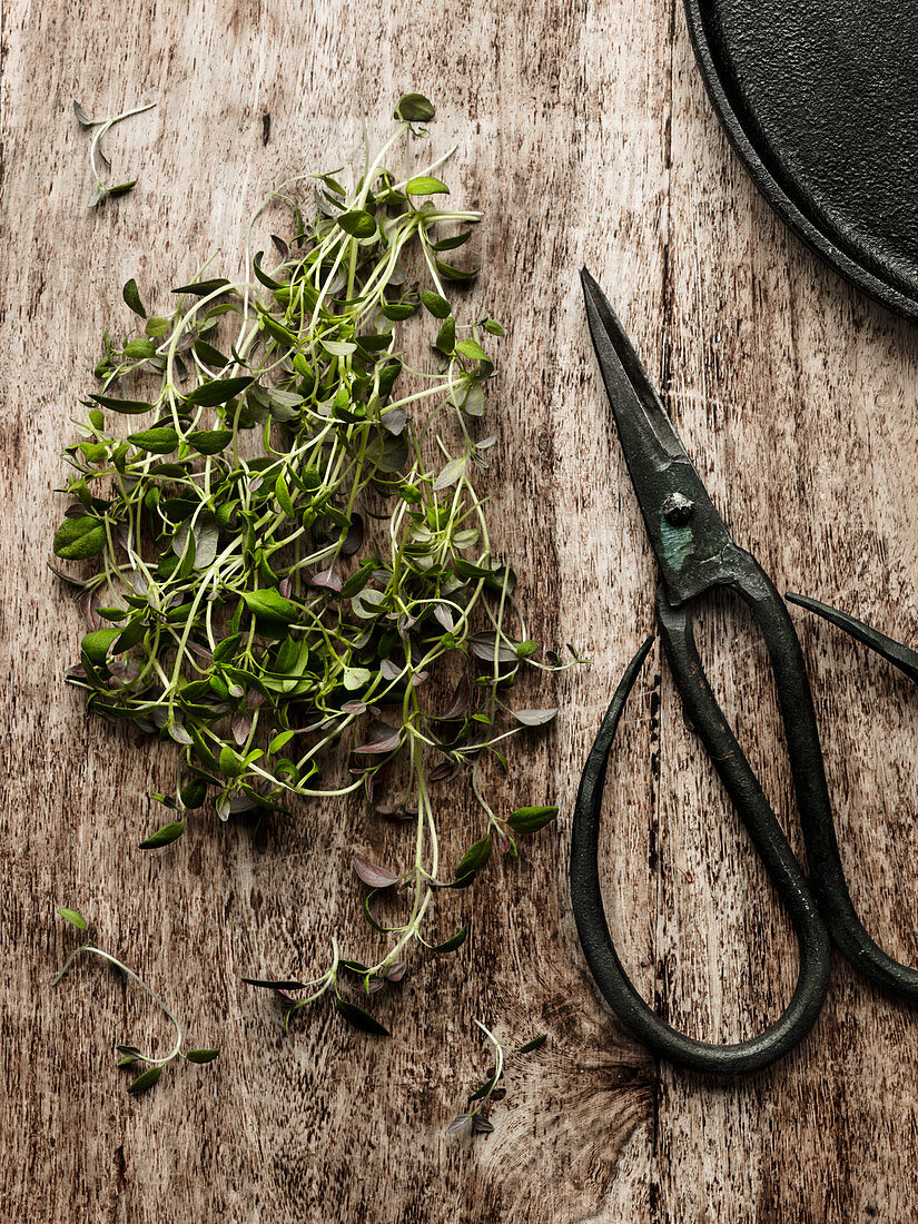 Thyme and scissors on wooden background