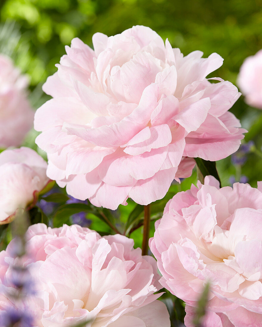 Paeonia lactiflora 'Nancy Nora'