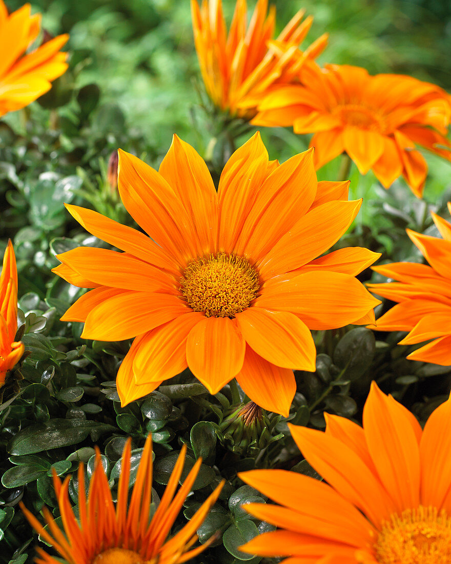 Gazania Giant Deep Orange