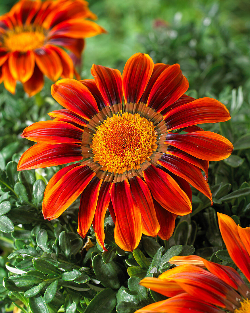 Gazania Giant Bronze Striped