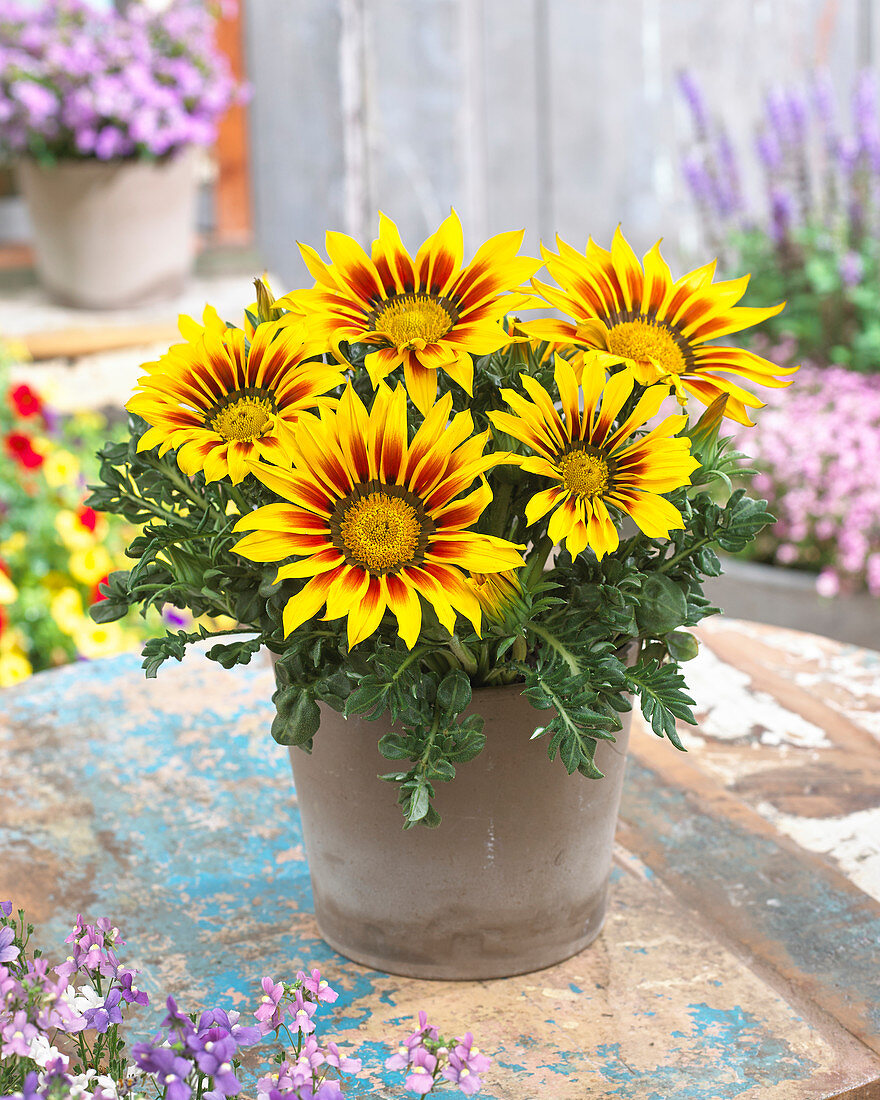 Gazania Giant Yellow Red Striped