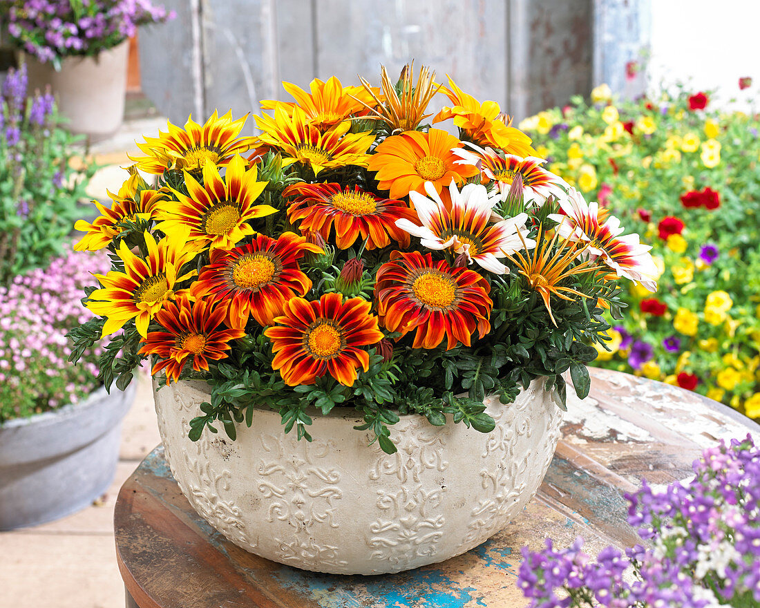 Gazania rigens Giant 'Deep Orange', 'Bronze Striped', 'Yellow Red Striped', 'White Tricolor'