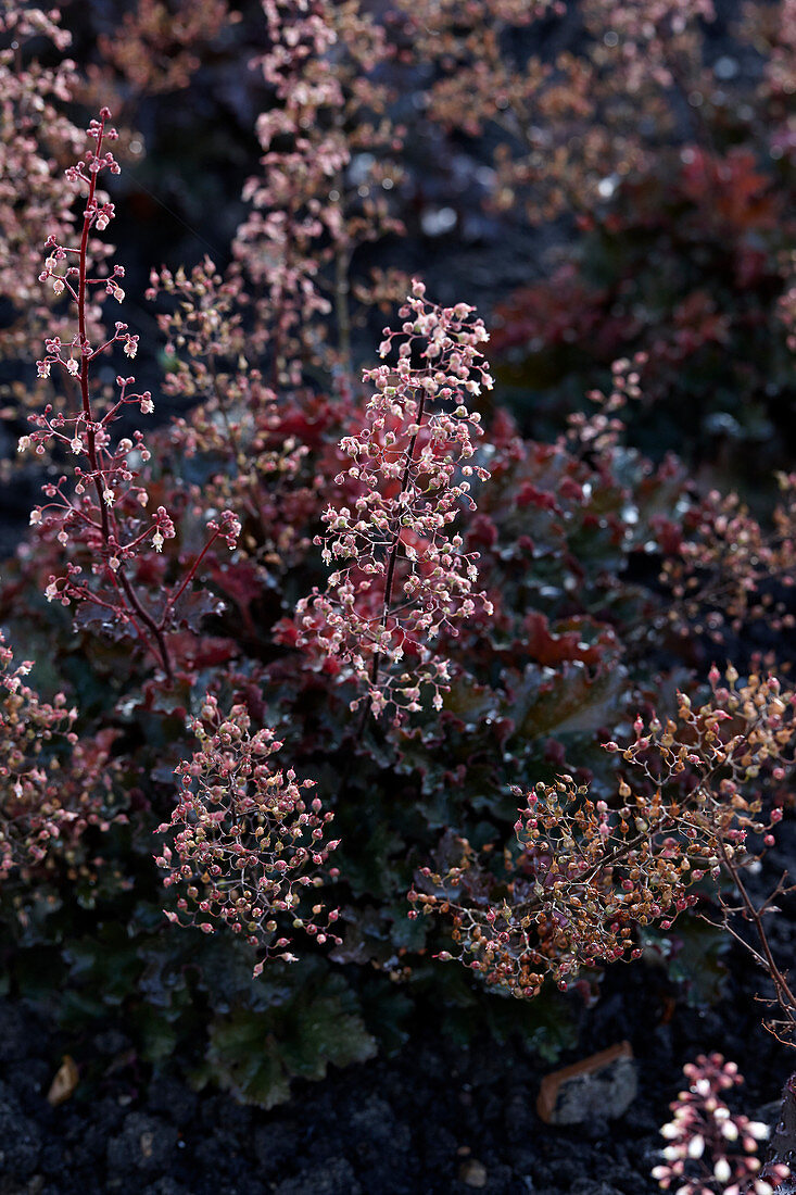 Heuchera Crimson Curls