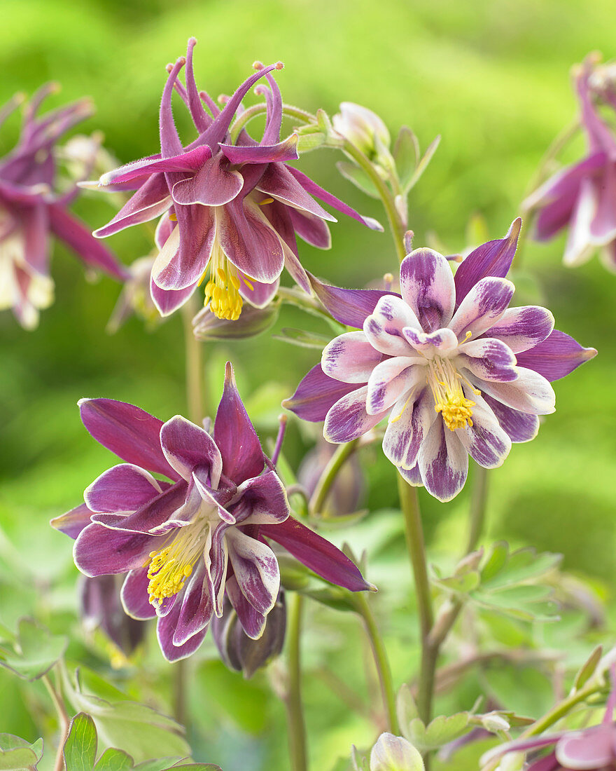 Aquilegia