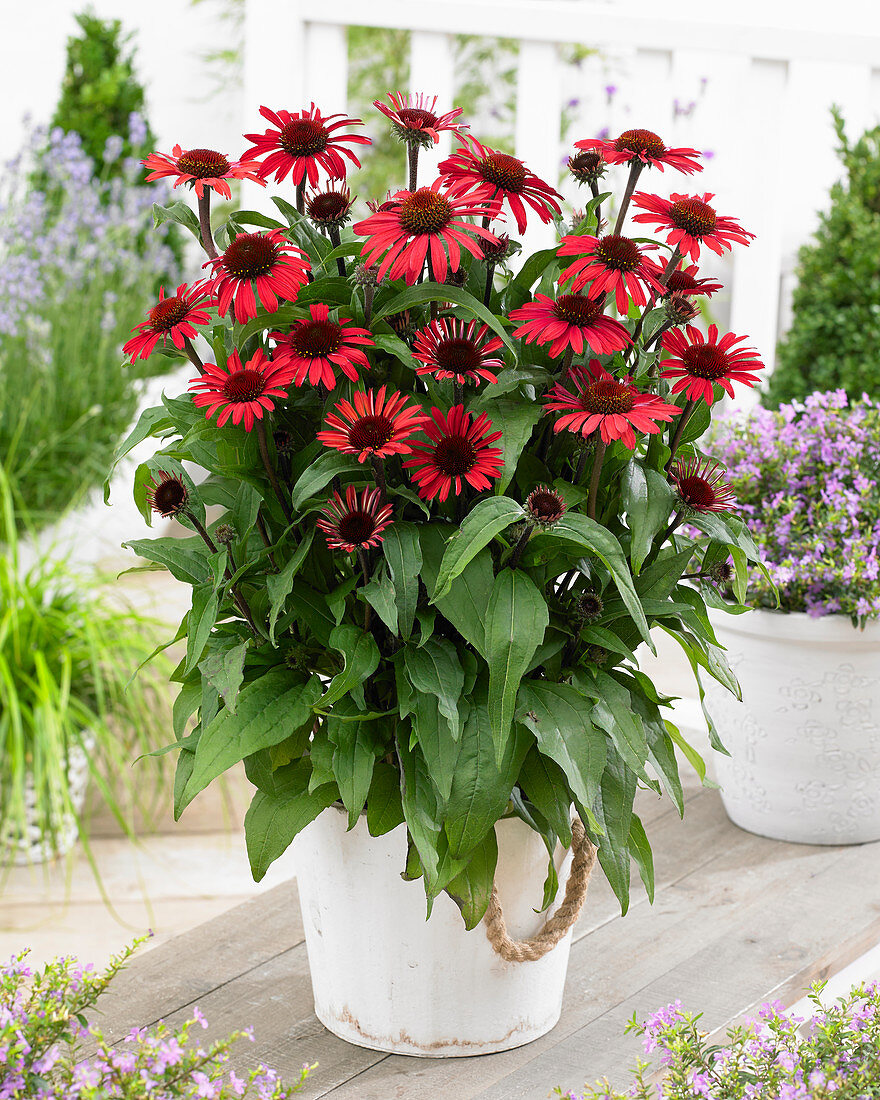 Echinacea SunSeekers Red