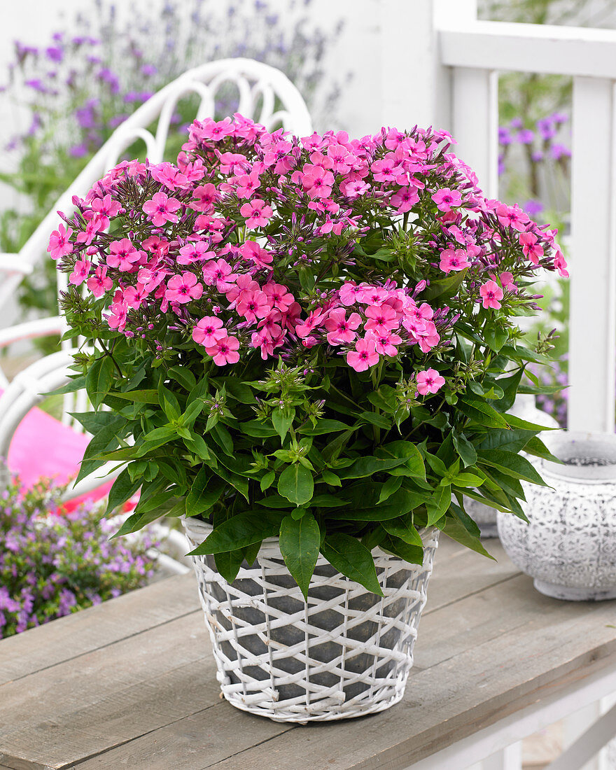 Phlox Tiny Twinkle Pink 30-04