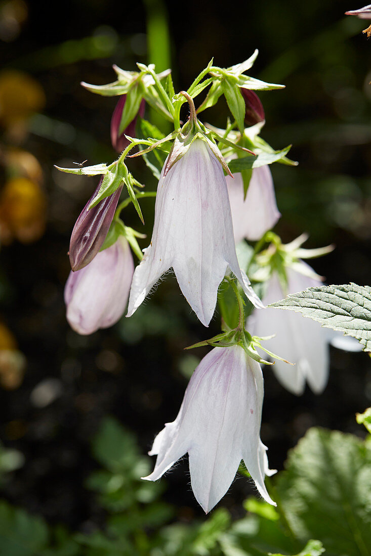 Campanula Iridescent Bells