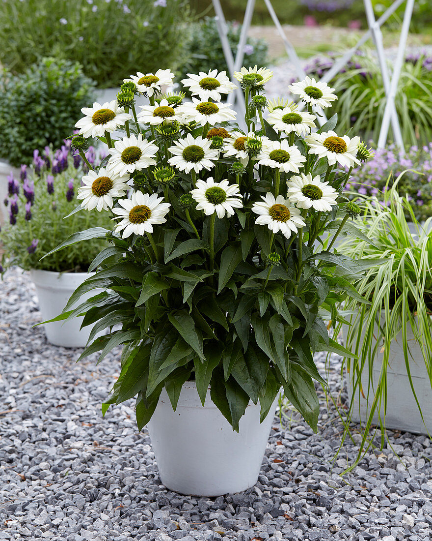 Echinacea purpurea SunSeekers 'White'