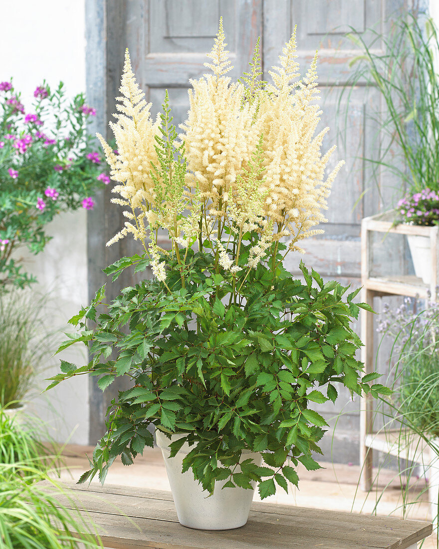 Astilbe chinensis 'Diamonds and Pearls' ®