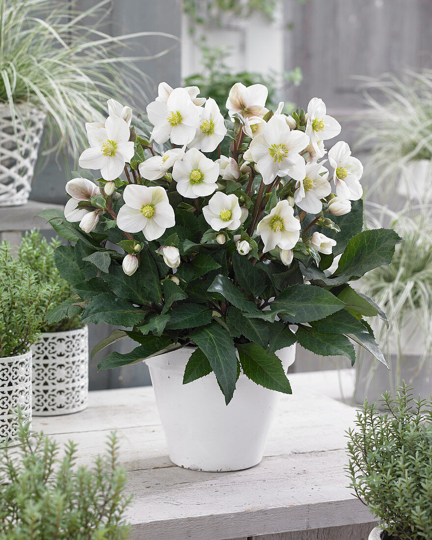 Helleborus HGC® Shooting Star