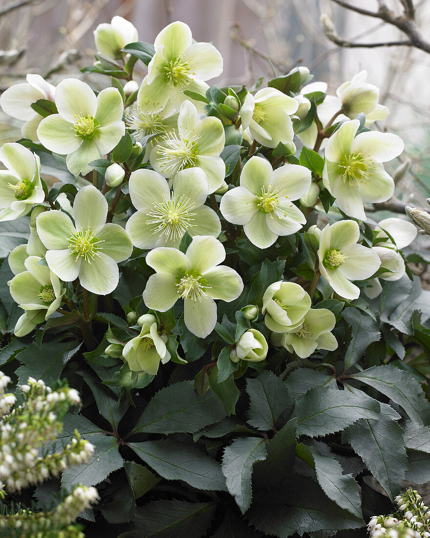 Helleborus HGC® Monte Christo