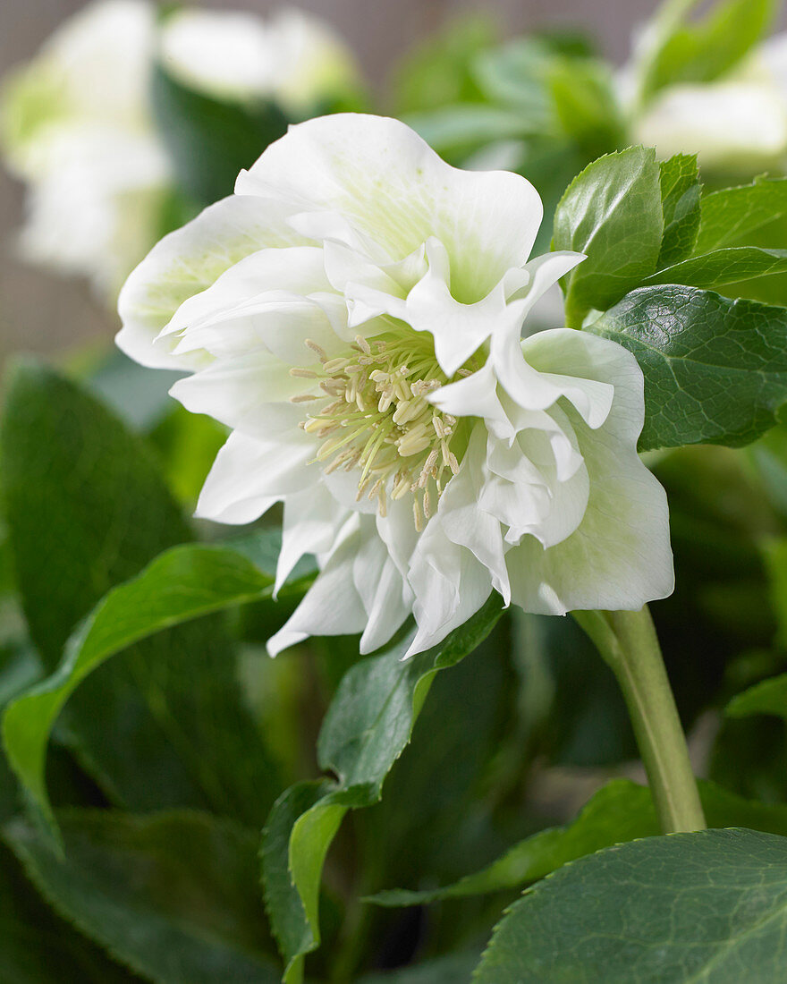 Helleborus orientalis Double Ellen® 'White'