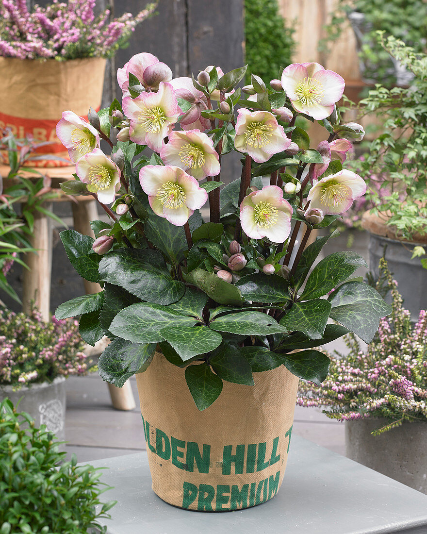 Helleborus frostkiss 'Penny's Pink'