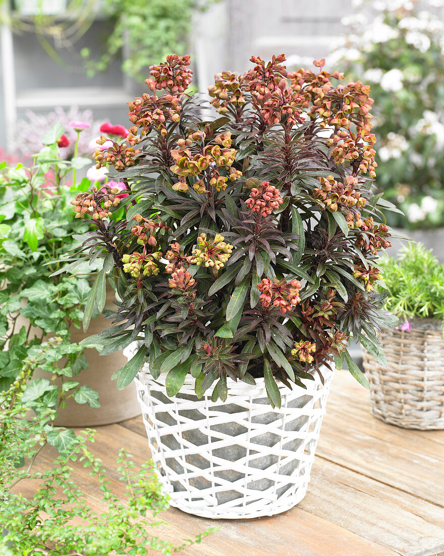 Euphorbia Blackbird