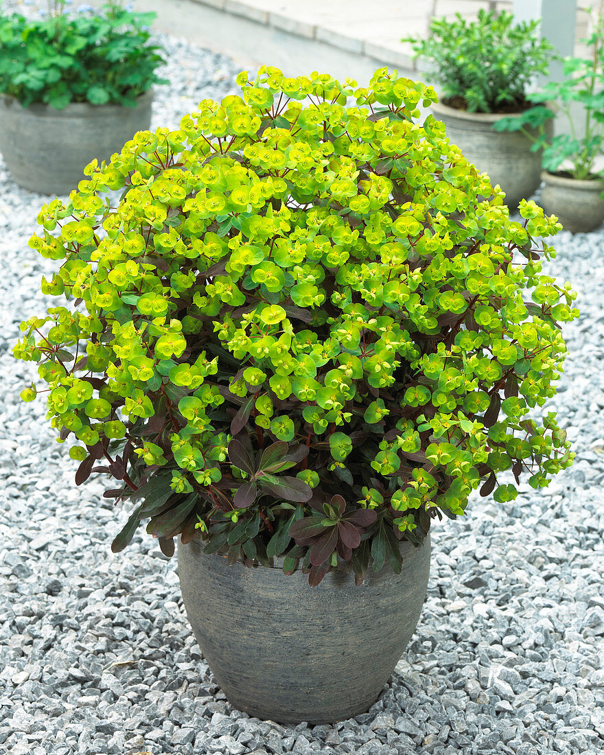 Euphorbia Craigieburn