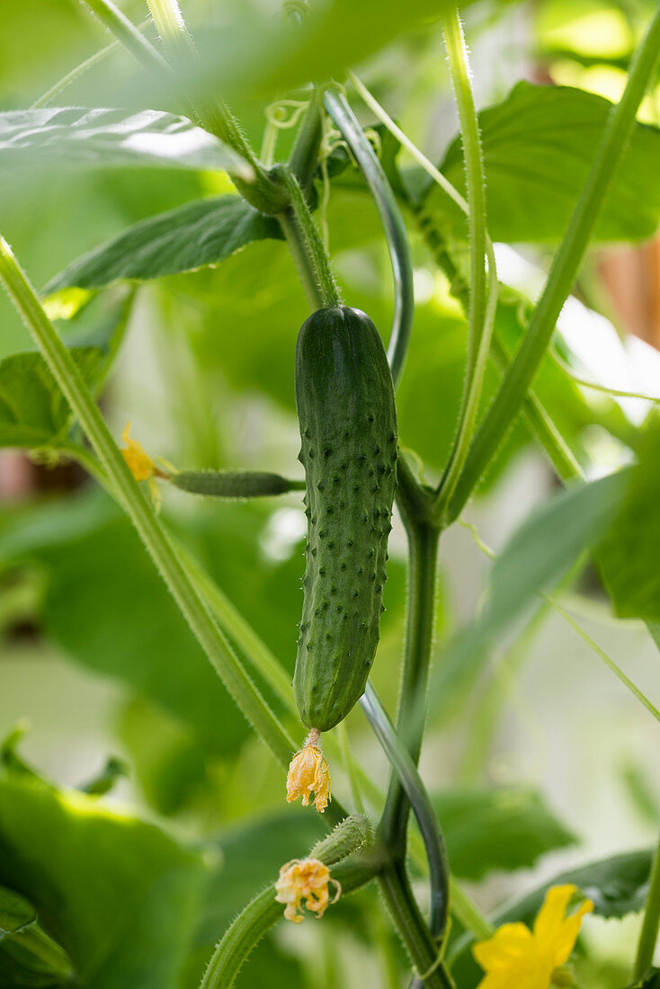 Young cucumber (Cucumis sativus) on a plant