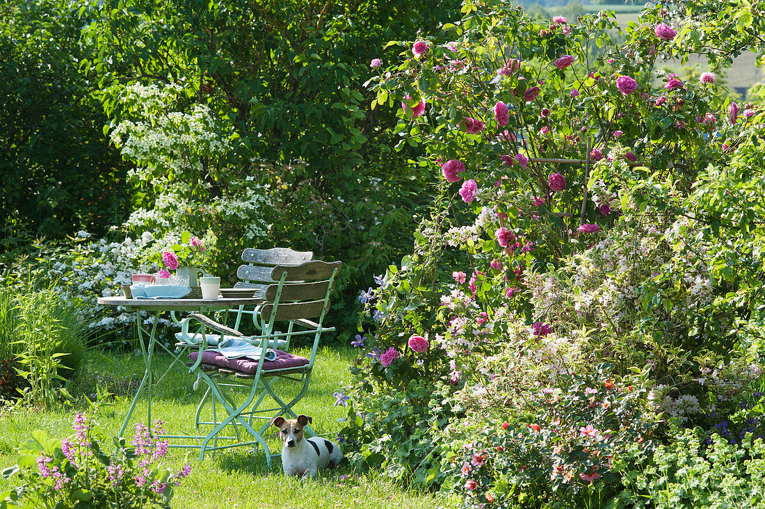 Gedeckter Tisch am Beet mit englischer Rose 'Gertrude Jekyll' und Weigelie, Hund Zula liegt im Gras