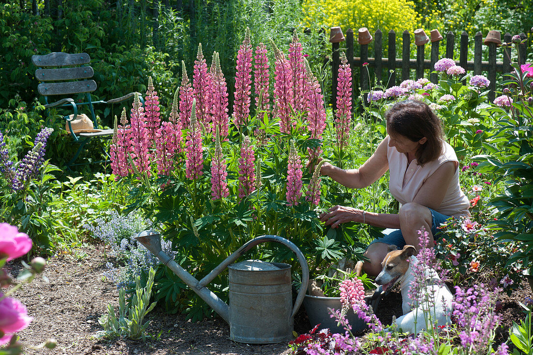 Lupine 'Gallery Rose Shades' in the flower bed, woman cutting flowers