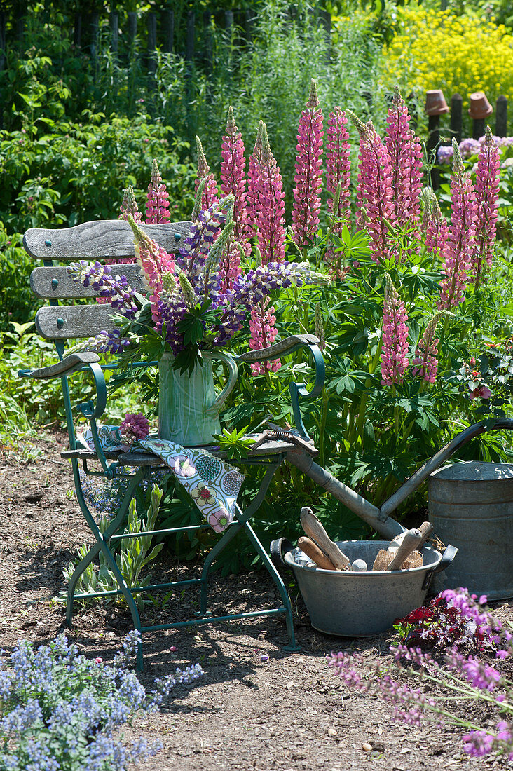 Lupine 'Gallery Rose Shades' in the flower bed, bowl with garden tools
