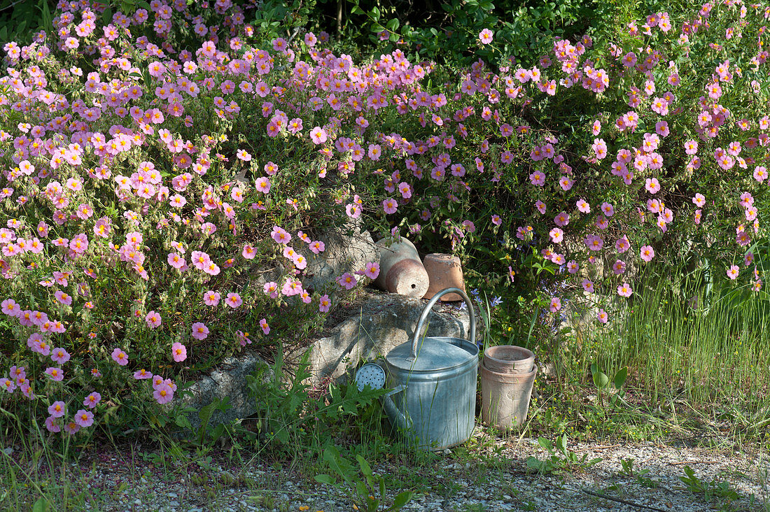 Sonnenröschen 'Lawrensons Pink' als Bodendecker auf Steinmauer